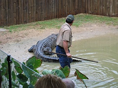 223 Hartley's Crocodile Farm